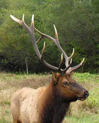 Roosevelt Elk - at Prairie Creek in redwoods - view 1