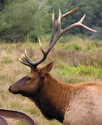 Roosevelt Elk - at Prairie Creek in redwoods - view 4