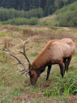 Roosevelt Elk - at Prairie Creek in redwoods - view 5