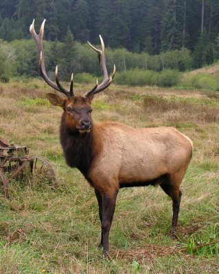 Roosevelt Elk - at Prairie Creek in redwoods - view 6