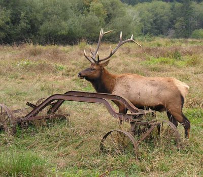 Roosevelt Elk - at Prairie Creek in redwoods - view 7