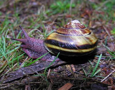 land snail in Redwoods