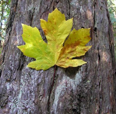 Bigleaf Maple leaf near Prairie Creek