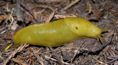 Banana Slug in Smith Redwoods - view 1