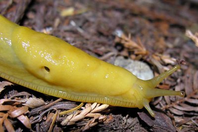 Banana Slug in Smith Redwoods - view 2