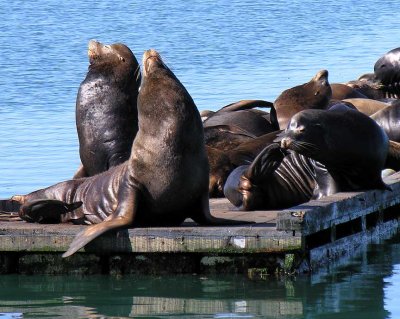 Sea Lions at Crescent City Harbor - view 1