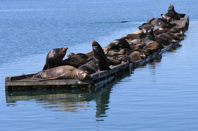 Sea Lions at Crescent City Harbor - view 2