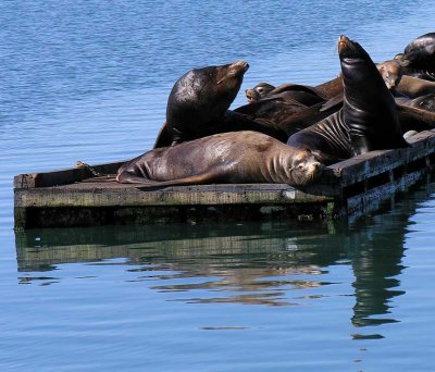Sea Lions at Crescent City Harbor - view 3