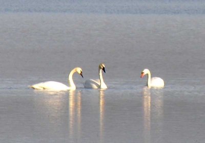 trumpeter and mute swans