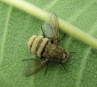 Blow Flies -- Calliphoridae