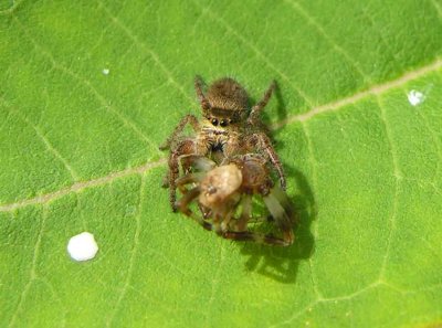 jumping spider and prey