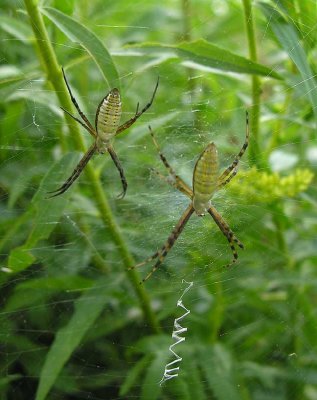 Argiope trifasciata spiders - immature