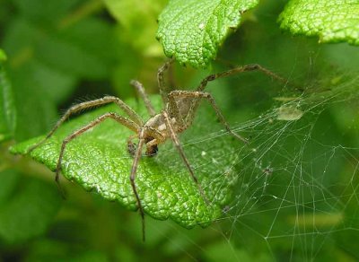 funnel web spider - male