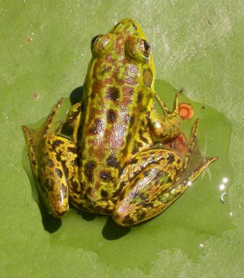 Rana septentrionalis - Mink frog