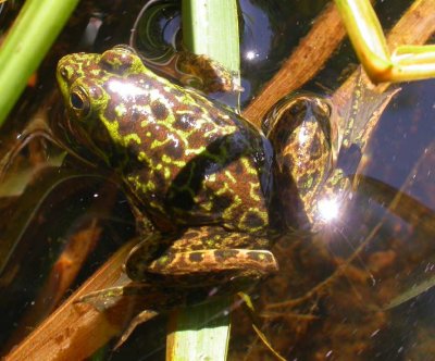 Rana septentrionalis - Mink frog