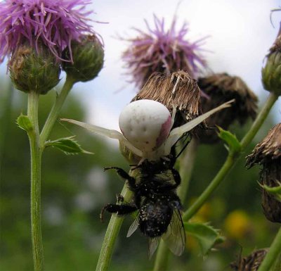 misumena vatia with bee on thistles