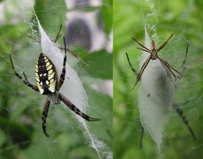 Argiope aurantia - male and female on web