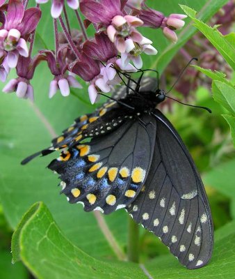 black-swallowtail-10-large.jpg