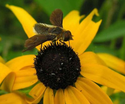 bee fly with abdomen like leafcutter bee - 1