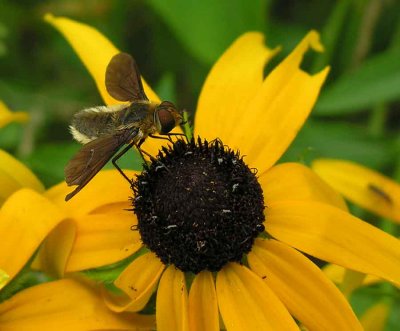 bee fly with abdomen like leafcutter bee - 2
