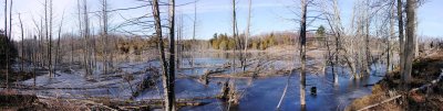 Beaver Pond - panorama