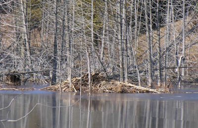 Beaver lodge on far side of pond