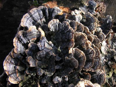 Trametes spp. fungi on stump