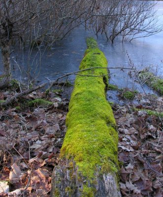 mossy fallen log at the frog pond