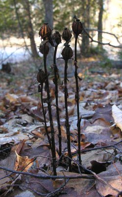 indian-pipe-in-winter.jpg