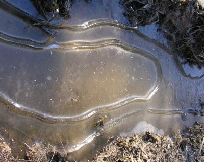 Ice ridges formed in puddles
