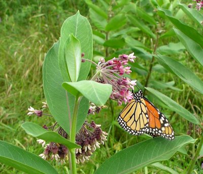 Monarch on Common Milkweed - detail