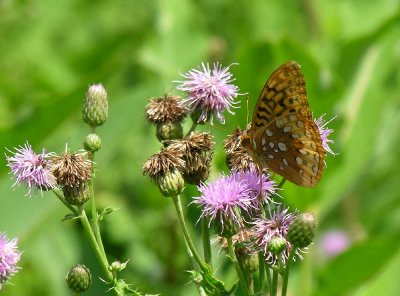 fritillary-on-thistles.jpg