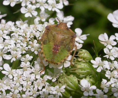 Stinkbug nymph - green