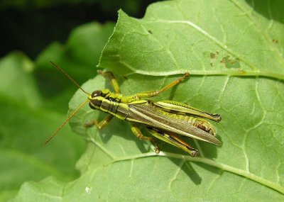 grasshopper on leaf - top view