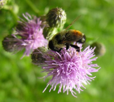 Volucella species (?) of bee mimic fly