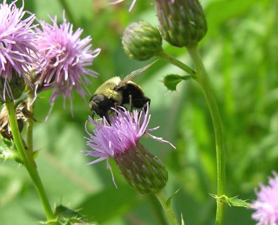 Volucella species (?) of bee mimic fly