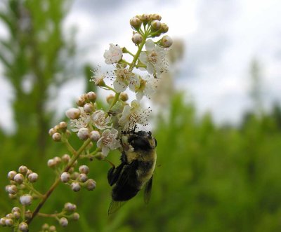 Phymata with bee mimic fly (Volucella species?)