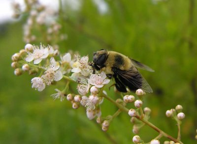 Phymata with bee mimic fly (Volucella species?)