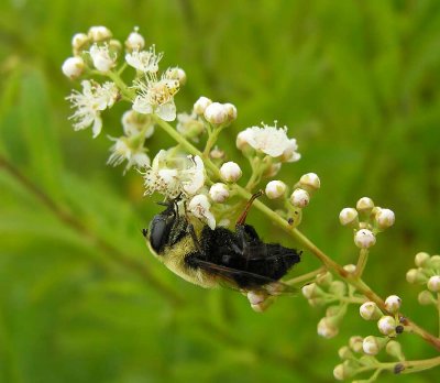 Phymata with bee mimic fly (Volucella species?)