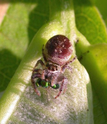 Jumping spider with green fly - female - view 1