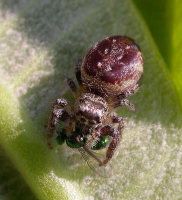 Jumping spider with green fly - female - view 2