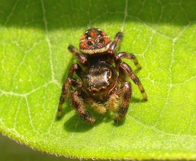 Phidippus borealis (?) - male
