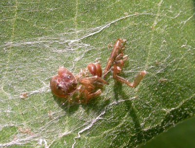 Spider exuviae - probably from jumping spider
