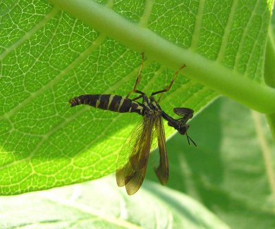 Climaciella brunnea