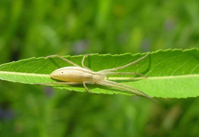 Tibellus oblongus