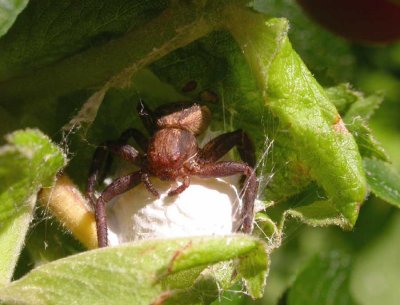 Xysticus crab spider with egg case