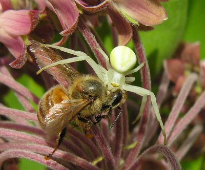 Flower crab spider with prety