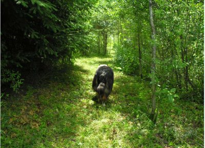 Sabrina on woodland trail