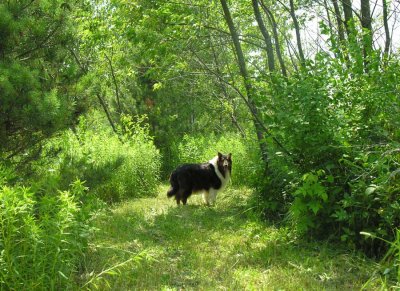 Sabrina in the woods