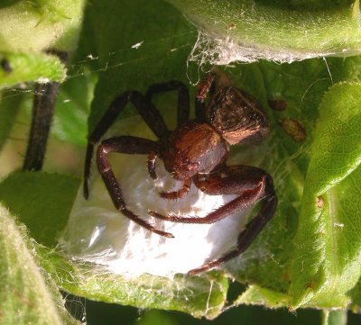 Xysticus crab spider with egg case